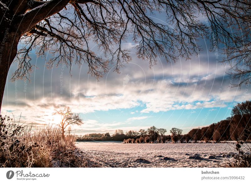 sonne gibts auch im winter! Sonnenstrahlen Sonnenlicht Schneefall weiß ruhig Umwelt Wiese Feld Wald Frost Landschaft Winter Himmel Natur frieren Jahreszeiten
