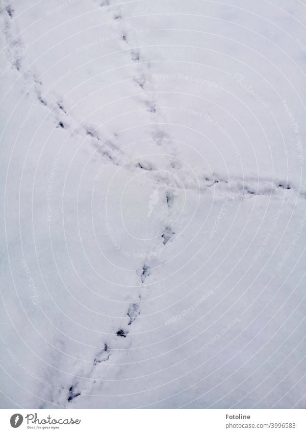 Spuren im Schnee IV. Die Entscheidung, welche Richtung es werden soll, fiel wohl nicht leicht. Winter kalt weiß Frost Außenaufnahme Menschenleer Natur Tag