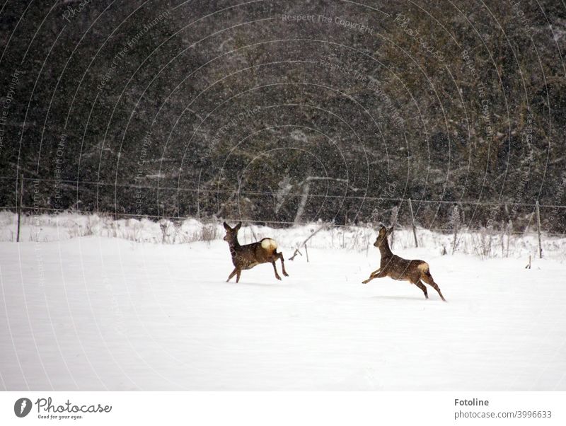 Auf dem Sprung - Zwei Rehe  laufen über eine verschneite Fläche während es ordentlich schneit. Winter Tier Wildtier Außenaufnahme Farbfoto Natur Tag
