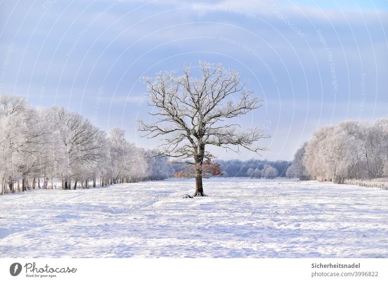 Baum auf Wiese Natur Feld Landschaft Menschenleer Tag Außenaufnahme Schönes Wetter Winter weiß Schnee schneebedeckt Schneelandschaft Winterstimmung Weide kalt
