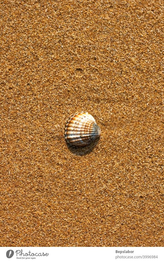 Muschel am Strand schäumen Streusel lsund MEER Meeresufer Seeküste Panzer winken nass Kulissen Hintergrund gebadet wogen zweischalig Granulat Streusand