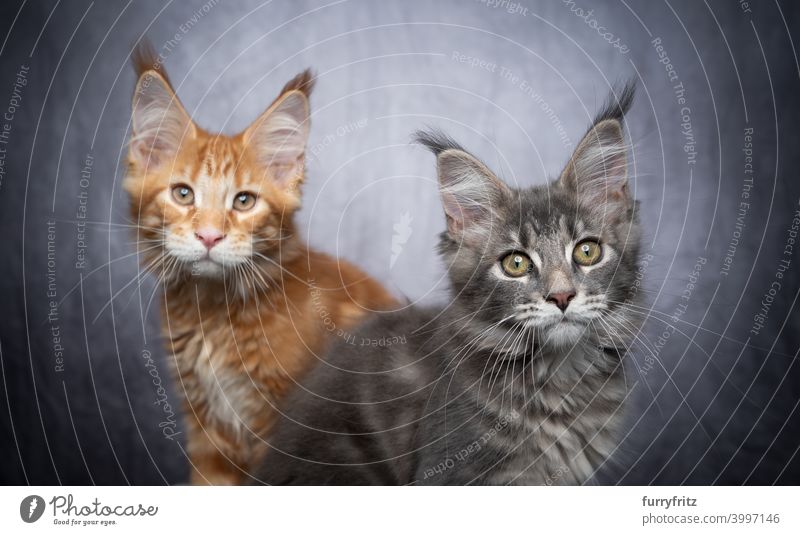 zwei verschiedene farbige maine coon Kätzchen nebeneinander auf grauem Beton Hintergrund mit Kopie Raum Katze maine coon katze Langhaarige Katze Rassekatze