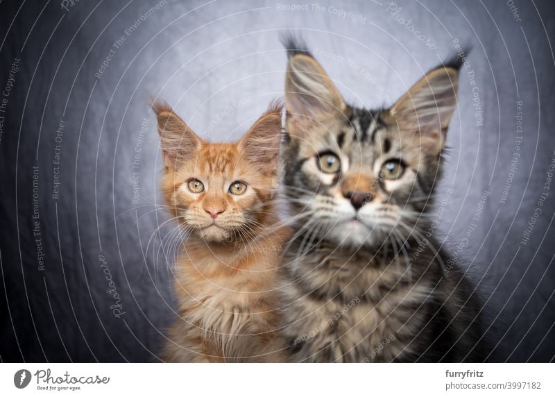 zwei verschiedenfarbige Maine Coon Kätzchen nebeneinander Katze maine coon katze Langhaarige Katze Rassekatze Haustiere Katzenbaby fluffig Fell katzenhaft