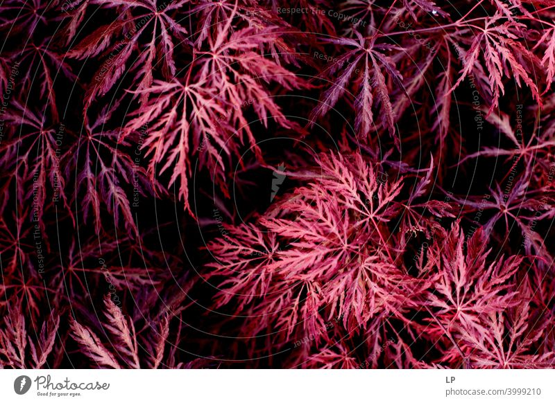 rot-rosa Blätter Herbst Herbststimmung natürliche Farbe dunkel Dunkelfärbung Pflanze Natur Botanik ornamental Herbstfärbung lebendige Farbe natürliches Licht