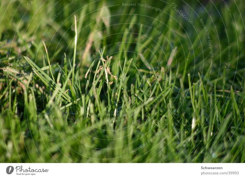 säftiger Rasen Gras Wiese frisch grün Sommer Säftig