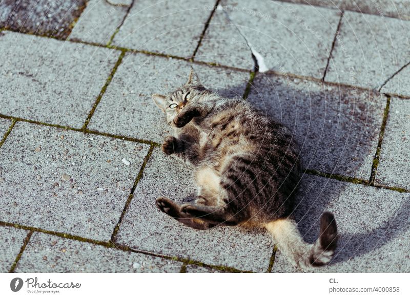katze Katze Tier Haustier Boden draußen Spielen rollen Blick 1 spielerisch lustig niedlich auf dem rücken wälzen