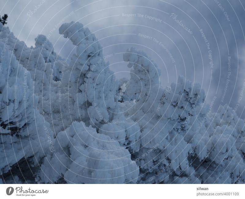 gefrorener Baum Schnee Winter kalt Ast Schneekristalle Eis