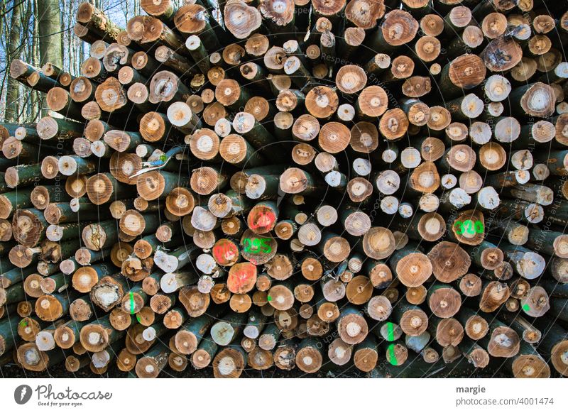 Ein Stapel gefällter Baumstämme. Viele sind bunt markiert. Baumstamm Holz Außenaufnahme Wald Umwelt Natur Menschenleer Tag Blick nach vorn
