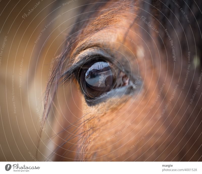 Das Auge eines Pferdes Tier Farbfoto Tierporträt braun Fell Nutztier Nahaufnahme Tieraugen Tierliebe tierisch Porträt wild Kopf Behaarung Tierwelt ländlich