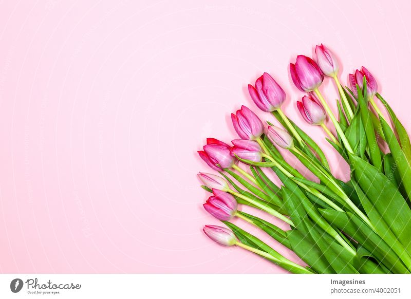 Tulpenstrauß auf rosa Pastellhintergrund. Wunderschöne Tulpen für  für Muttertag, Valentinstag, Geburtstag Grußkarte 14 null 8 Hintergrund Hintergründe