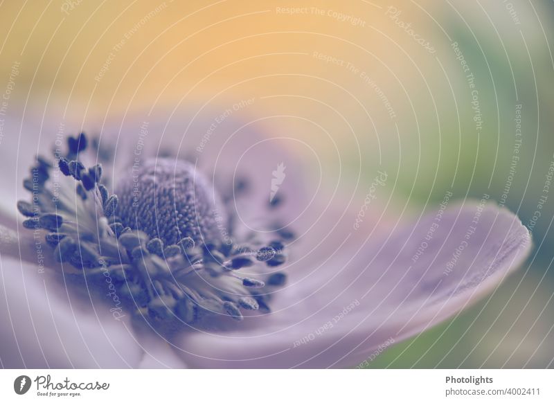 Blüte einer Anemone Makroaufnahme Blume Anemonen Pflanze Schwache Tiefenschärfe Frühling Blühend Nahaufnahme Natur Farbfoto Hintergrund neutral Außenaufnahme