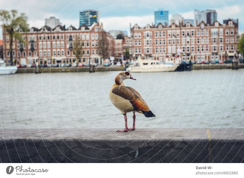 Ente steht auf einer Mauer mit einem Fluss und Häusern im Hintergrund Stadt beobachten Boot Tourismus Wasser Tier lässig lustig