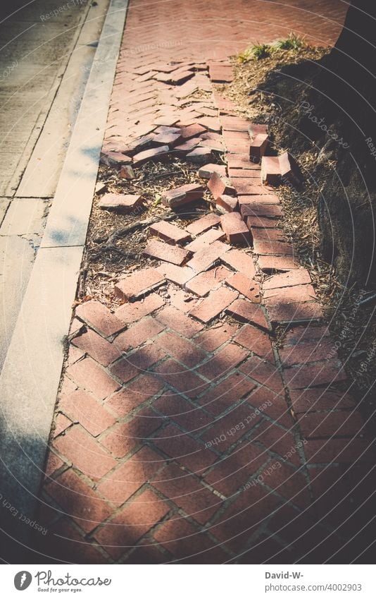 Gehweg durch Wurzeln eines Baumes zerstört gehweg kaputt Weg Wille stärke Natur Straße