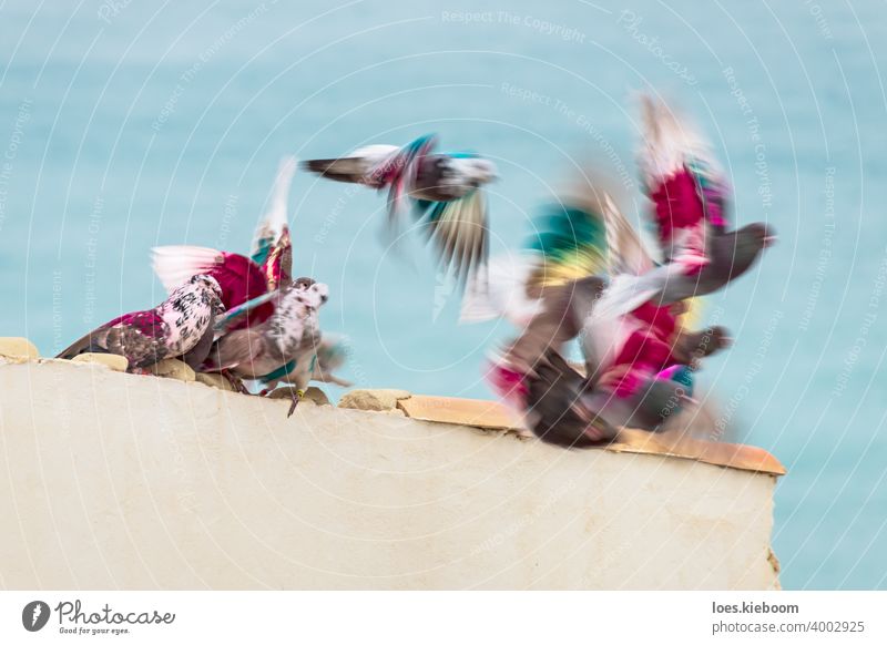 Gruppe von farbigen Posttauben bewegen und fliegen von einem Dach vor dem Meer, Altea, Costa Blanca, Spanien Brieftaube Taube Vogel Natur rosa Tier Frieden