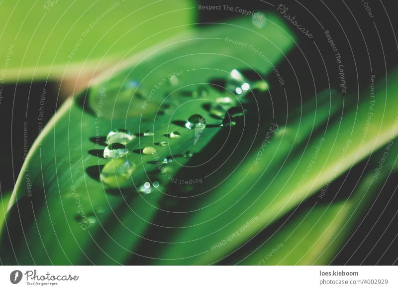 Detail der regen Tropfen auf sonnigen Blatt der Agave Pflanze Tröpfchen Wasser Regen Reinheit Nahaufnahme frisch Regentropfen grün Garten abstrakt Natur