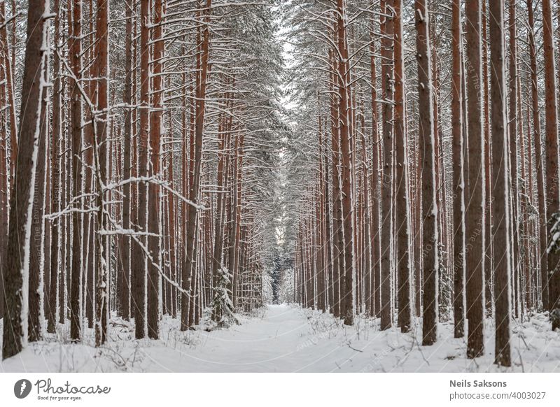 Perspektive in geraden vertikalen Linien mit Kiefern und Schnee gemalt Winter Wald Baum Natur kalt weiß Bäume Landschaft Birke Wälder Holz Frost Saison Park