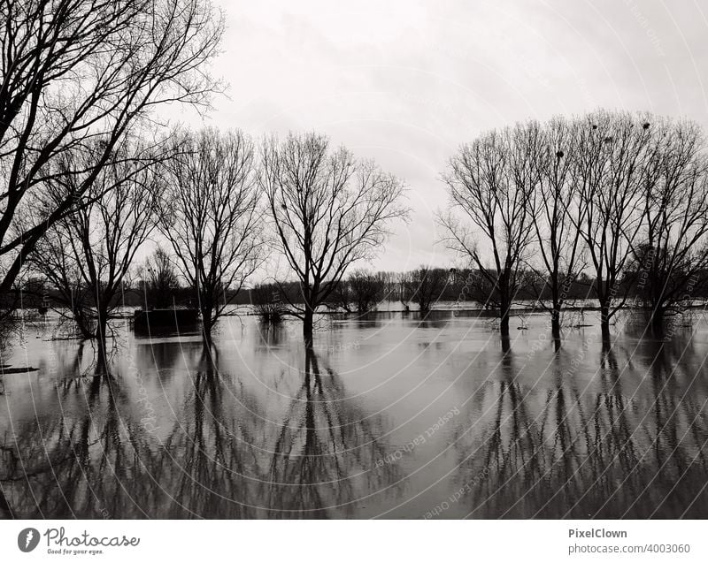 Überschwemmung am Flußufer Hochwasser Fluss Klimawandel Natur Umwelt Landschaft nass Außenaufnahme schlechtes Wetter Unwetter Baum überschwemmt Flussufer Flut