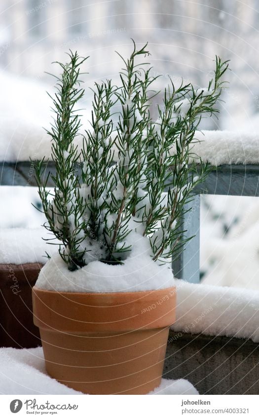 Schneebedeckter Rosmarin im Terrakottertopf Terrakotta Kräuter Balkon Winter Kälte Duft Kontrast Terrakotta-Töpfe Zweige schneebedeckt zu Hause Garten