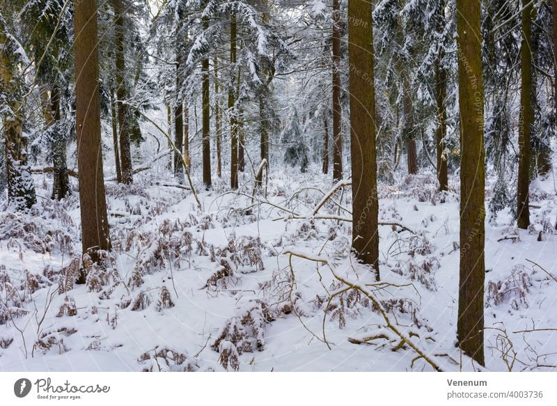 Nadelwald im Winter mit viel Schnee in Deutschland Wälder Baum Bäume Waldboden Bodenanlagen Bodenbewuchs Kofferraum Rüssel Baumstämme Natur Landschaft