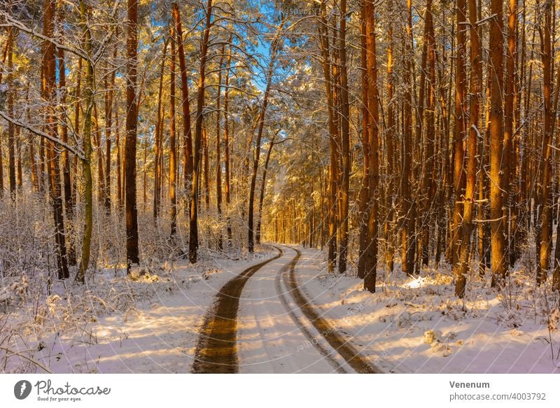 Waldweg im Winter mit Schnee , die Sonne scheint durch die Baumkronen bis auf den Waldboden , Kiefernwald Schneise Wälder Bäume Gras Ast Niederlassungen Natur