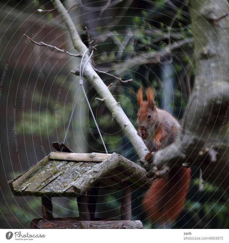 Frühstück Eichhörnchen Tier Natur niedlich Wildtier Nagetiere Baum Futter Futterhäuschen füttern Fütterung Garten Wald