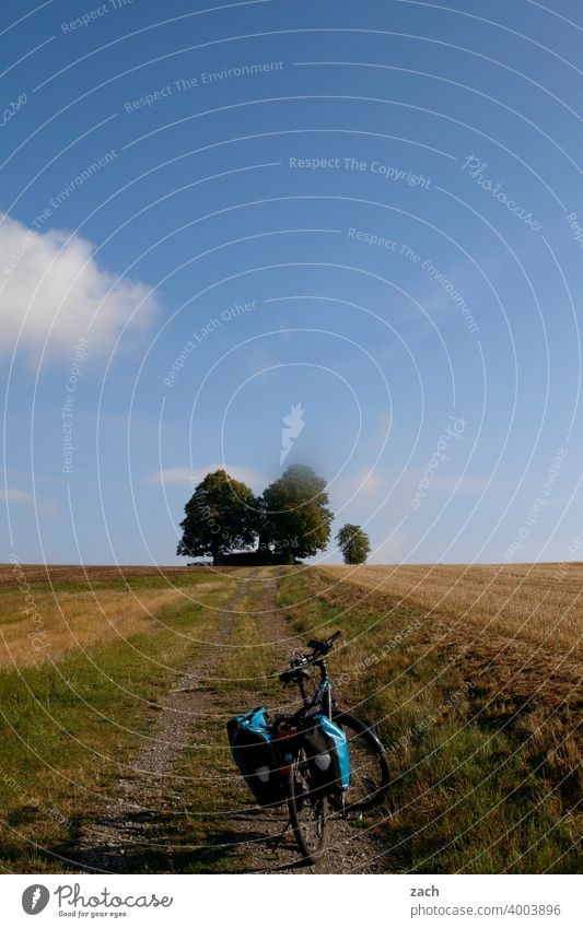 Königsetappe Wege & Pfade Radweg Straße geradeaus Baum Blauer Himmel Sommer Kornfeld Natur Wolkenhimmel blau Weizenfeld gelb Getreidefeld Gerste Landwirtschaft