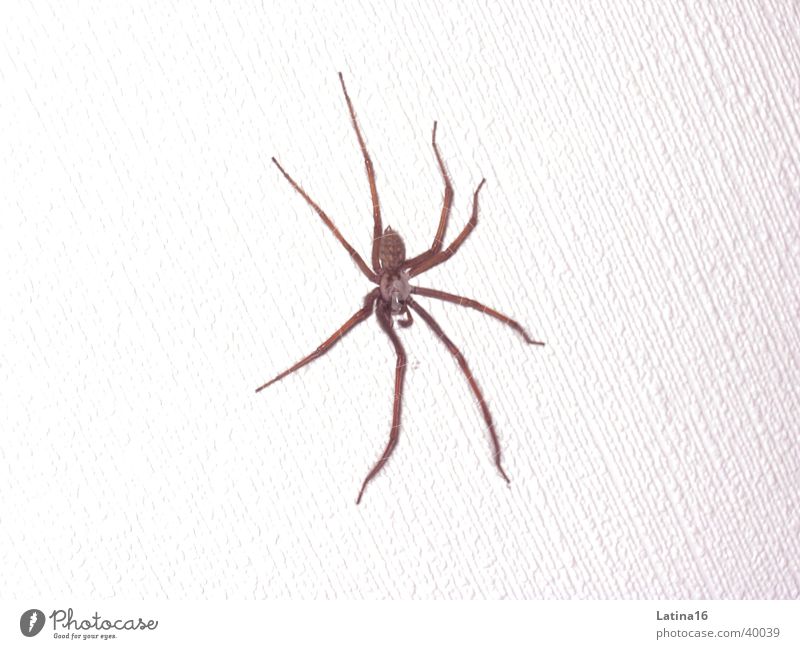 Hausspinne Spinne Ekel Tier schwarz weiß 8 lange Beine Arachnide