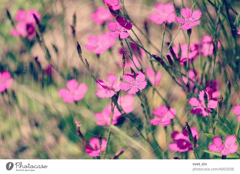 Maiden Pink oder Heidenelke oder Dianthus deltoides. Viele Maiden Pink blühende Knospen auf einer sonnigen Wiese an einem Sommertag. Viele rosa Wildblumen auf einer Sommerwiese. Floral rosa grünen sonnigen Tapete.