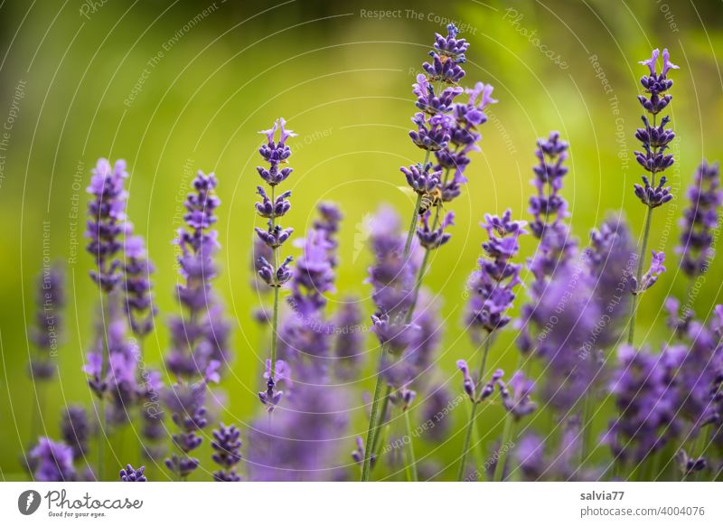 Lavendelduft Sommer Pflanze Duft Natur violett Blume Blüte Blühend Heilpflanzen Garten natürlich Menschenleer Gartenpflanzen Schwache Tiefenschärfe Farbfoto