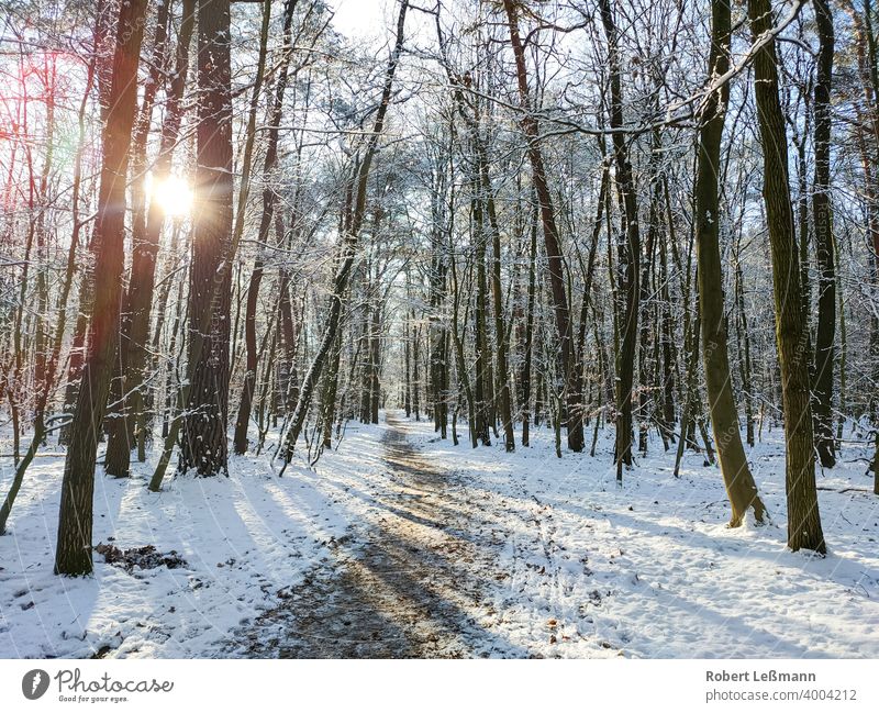 ein verschneiter Wald, die Sonne scheint durch die Bäume wald schnee winter bäume winterlich sonnenschein frost eis fenster eingefroren weg panorama