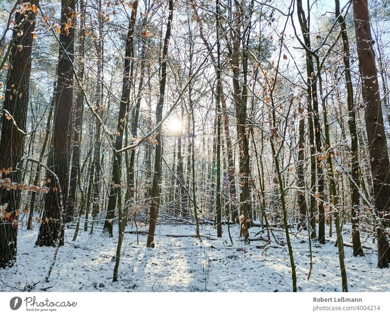 ein winterlicher Wald, mit sehr viel Schnee wald schnee bäume sonnenschein frost eis fenster eingefroren weg panorama eiskristalle laubwald hintergrund