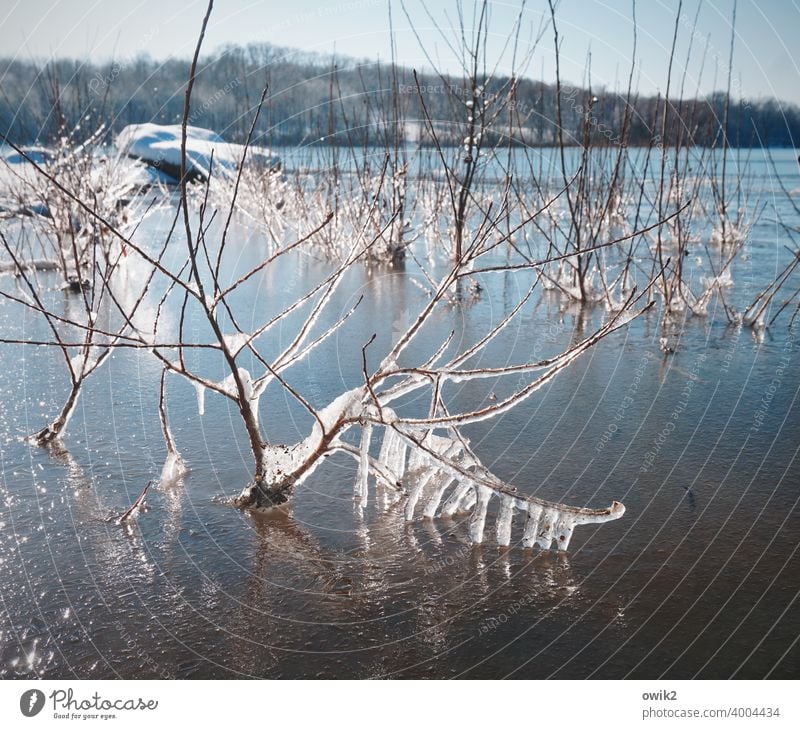 Schockgefroren Pflanze Eis Frost Wildpflanze Zweig kalt Umwelt Winter Farbfoto nah Detailaufnahme Strukturen & Formen Menschenleer Außenaufnahme Eiskristall