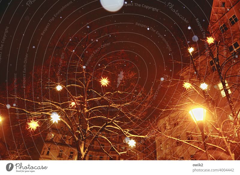Lichterscheinung Zweige u. Äste Baum Winter Nachthimmel Herrnhuter Sterne Weihnachtsstern Dekoration & Verzierung Kunststoff Holz Zeichen hängen Geborgenheit
