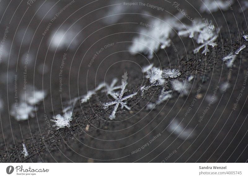 Schneeflocken Winter Einzigartigkeit einzigartig Eiskristall Kristall Wasser gefroren Kälte macro shot Makroaufnahme