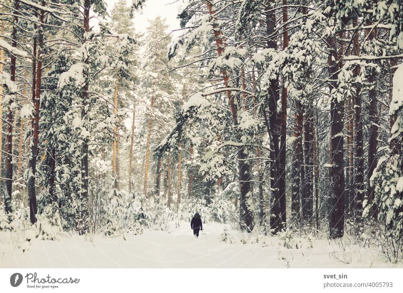 Schwarze kleine Figur eines Mannes mit einem Kind auf den Schultern, der in einem verschneiten Winterkiefernwald spazieren geht. abstrakt allein Kunst