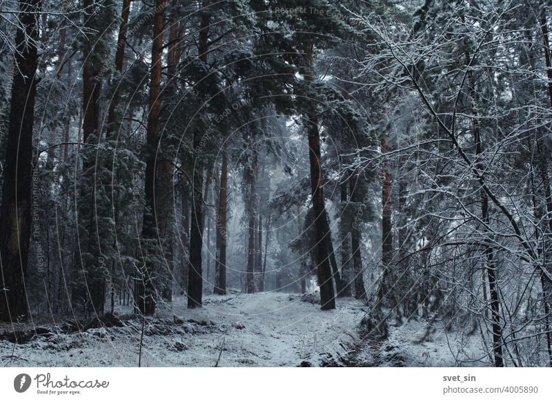Schneefall im Kiefernwald. Mystische märchenhafte Winterwaldlandschaft im Schneesturm. Schneebedeckte Straße in einem Kiefernwald. Hintergrund schön schwarz Ast