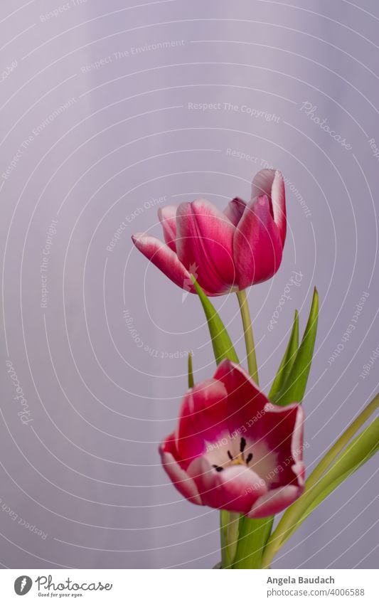 zwei rosa-weiße Tulpen auf grauem Hintergrund im Frühling Blüte Tulpenblüte Blume Blumen Blumenstrauß Frühjahr blühen Duft Geruch frisch Lenz Geschenk Muttertag