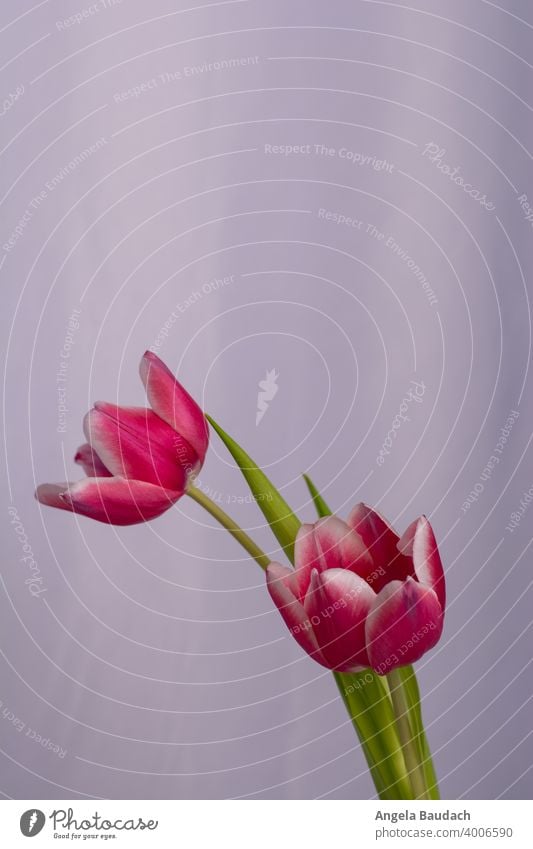 zwei rosa-weiße Tulpen auf grauem Hintergrund im Frühling Blüte Tulpenblüte Blume Blumen Blumenstrauß Frühjahr blühen Duft Geruch frisch Lenz Geschenk Muttertag