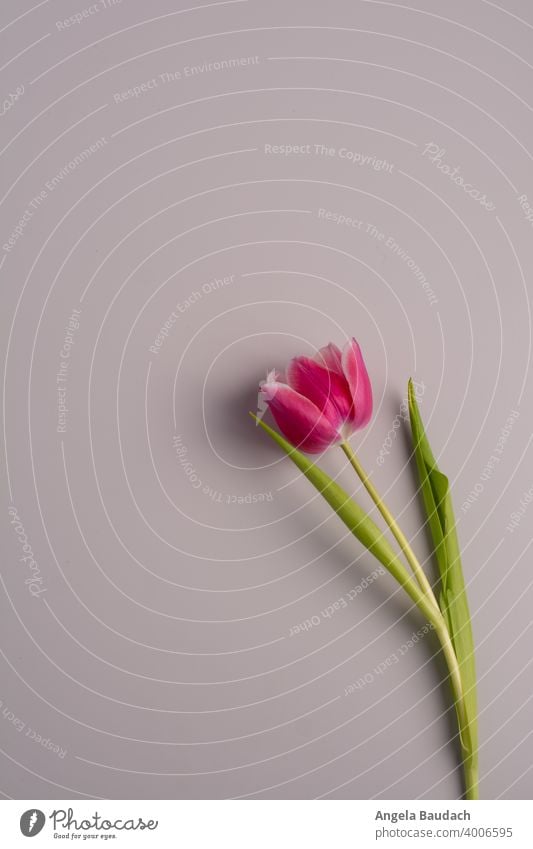 einzelne rosa-weiße Tulpe auf grauem Hintergrund im Frühling Tulpen Blüte Tulpenblüte Blume Blumen Blumenstrauß Frühjahr blühen Duft Geruch frisch Lenz Geschenk