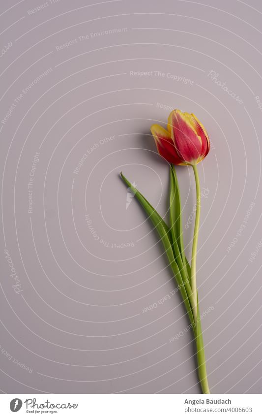 einzelne rot-gelbe Tulpe auf grauem Hintergrund im Frühling Tulpen Blüte Tulpenblüte Blume Blumen Blumenstrauß Frühjahr blühen Duft Geruch frisch Lenz Geschenk
