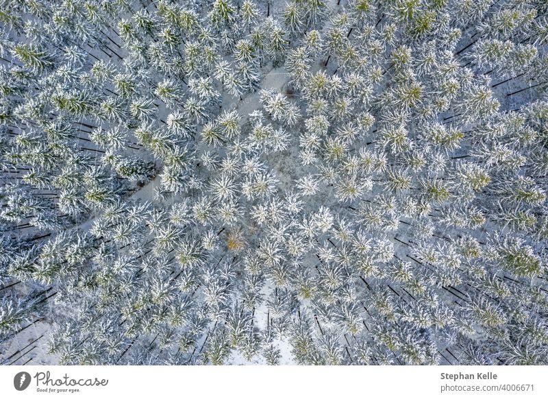 Aerial Drone Ansicht von Schnee bedeckt immergrünen Weihnachtsbaum Wald nach Schnee Blizzard - weiß schöne Baumkronen. Natur Winter Hintergrund