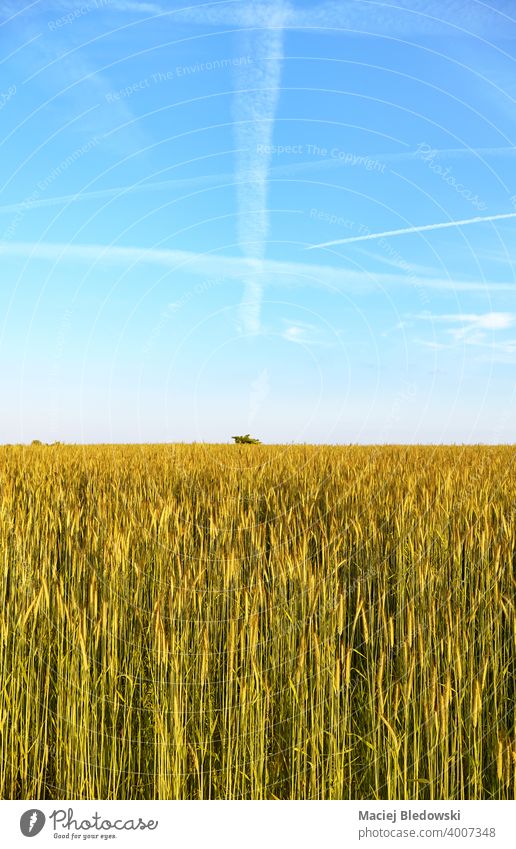 Roggenfeld an einem schönen sonnigen Tag. Feld Korn Landschaft ländlich Bauernhof Ernte Ackerbau Müsli Horizont Himmel blau Natur natürlich grün Hintergrund
