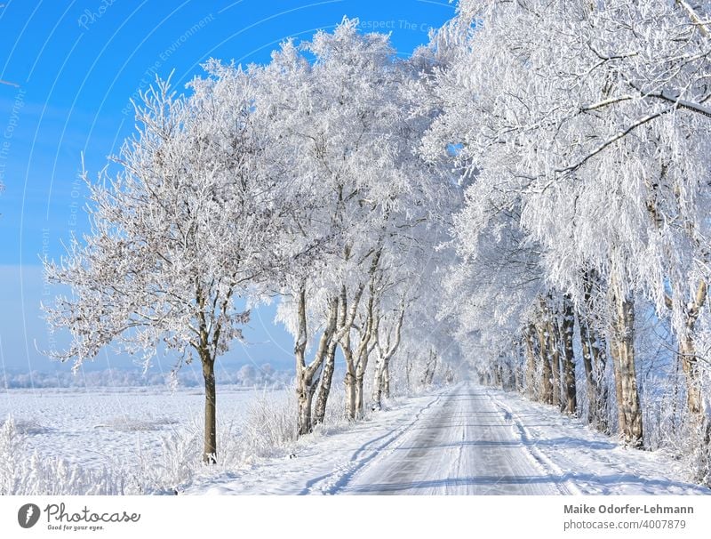 Allee in sonniger Winterlandschaft Raureif Schnee Frost eiskristalle blauer himmel eisig ruhe frieden reinheit wohltuend winterstimmung kalt gefroren frieren