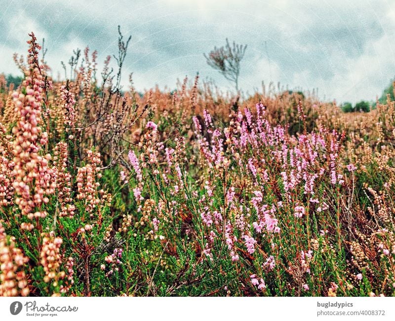 Heidekraut Heidekrautgewächse Heidelandschaft Landschaft Lüneburger Heide Sträucher rosa Blütenpflanze Blumen Blumenwiese Herbst Sommer Pflanze Natur violett