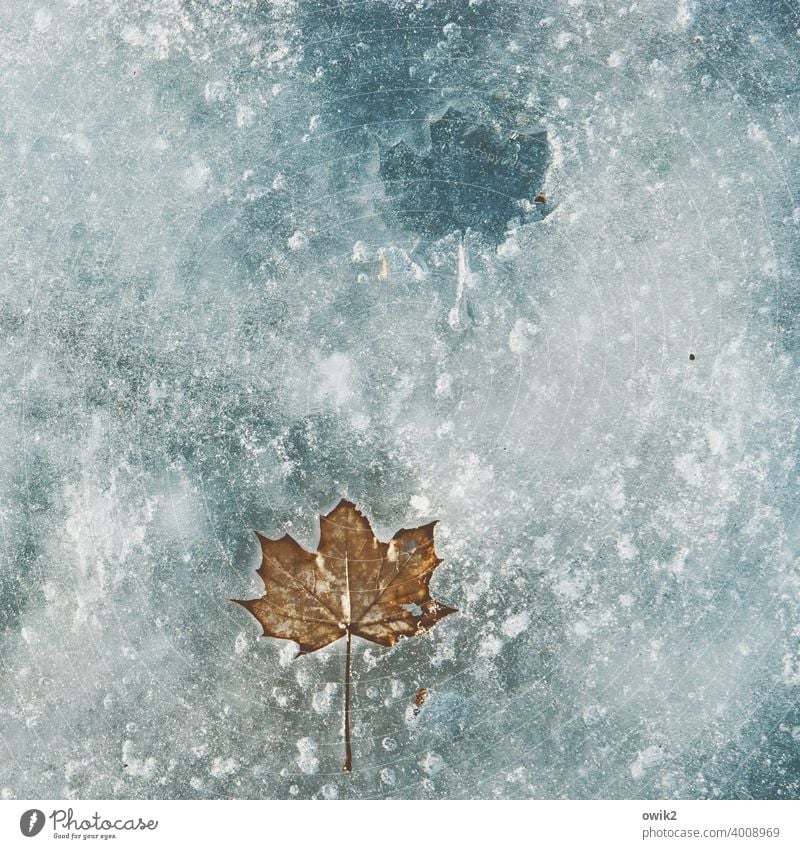 Haltbar Blatt Winter erstarren gefroren Eisscholle Idylle Einsamkeit ruhig warten kalt frieren See Wasser Reinheit demütig Trauer Vergänglichkeit Außenaufnahme