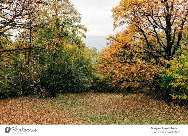 Blick in den Wald im Herbst Abenteuer Hintergrund schön Buchsbaum Ast Farbe farbenfroh Tag Umwelt Europa erkunden fallen Laubwerk Forstwirtschaft golden grün
