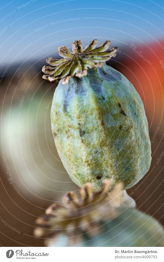 Mohnkapseln des Orientalischen Mohns, Papaver orientale Staudenmohn Frucht reif Hülse