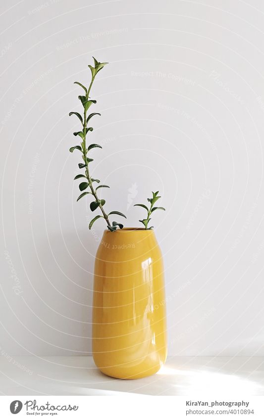 Moderne leuchtende gelbe Vase mit Pflanze auf weißer Wand Stillleben minimalistischer Stil Glasvase niemand Schatten Innenbereich Light leak moderner Stil