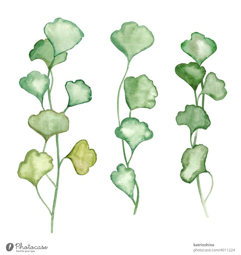 Aquarell botanische Blätter Illustration Wasserfarbe Blumenstrauß Zeichnung grün Grafik u. Illustration Papier Blatt Frühling handgezeichnet Ornament Pflanze