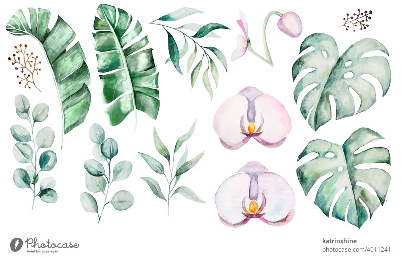 Aquarell tropische Blätter und Blumen Illustration Wasserfarbe Fensterblätter Orchidee Anturium geblümt Zeichnung grün Grafik u. Illustration Dschungel Papier